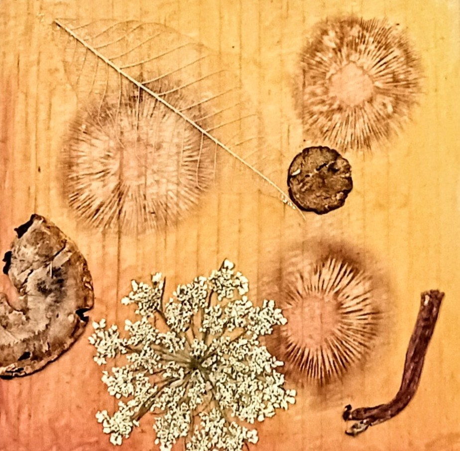fungal universe xvi