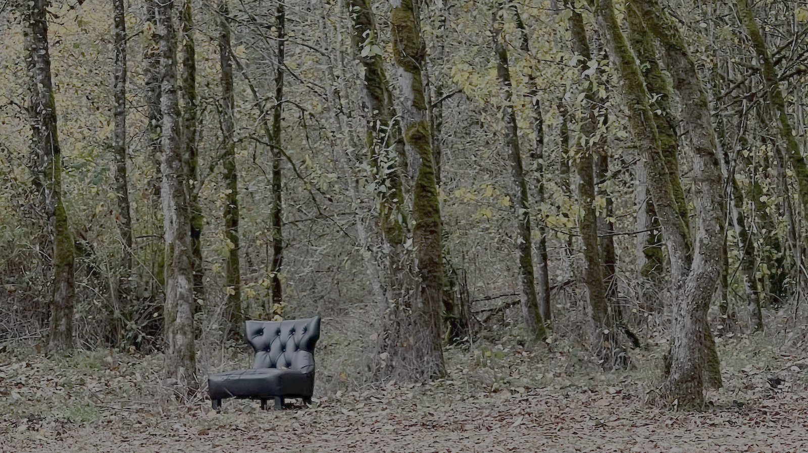 Photo of a plush leather chair sitting alone in the autumn woods