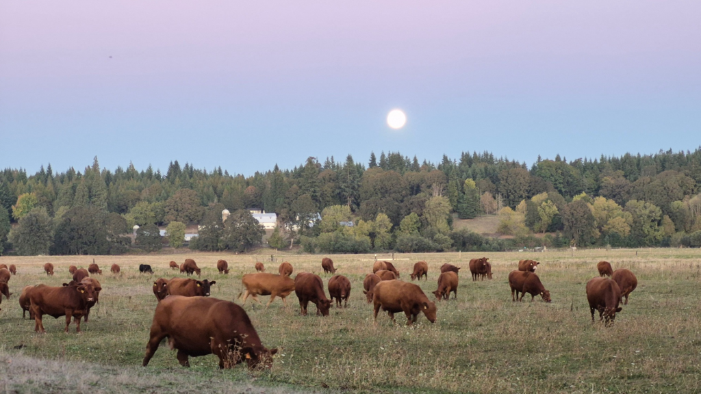 cows 2 1920w